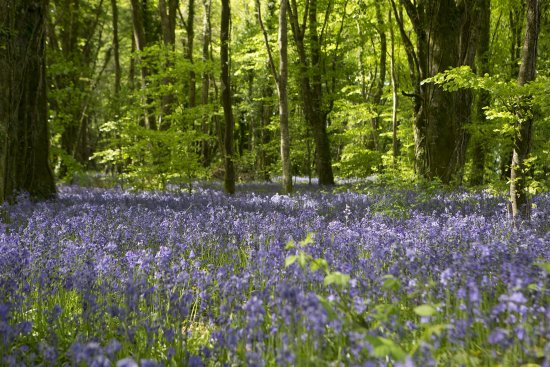 Bluebell Forest on the Castle Blunden Estate in County Kilkenny Bluebell Forest on the Castle Blunden Estate in County Kilkenny