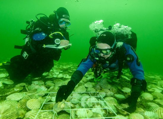 Scientists lay Native European Oysters on the recreated reef in the Dornoch Firth as part of Glenmorangie�s DEEP project